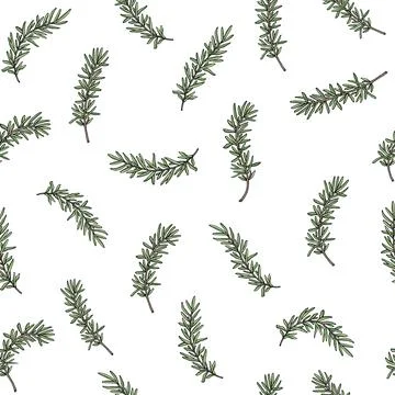 Seamless pattern of rosemary branch. Vector illustration. 스톡 일러스트