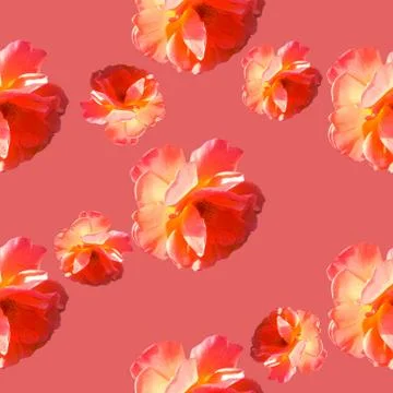 Seamless pattern with roses on a coral background. 스톡 사진