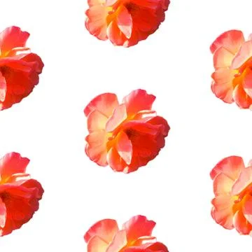 Seamless pattern with roses isolated on a white background in hard light from Stock Photos