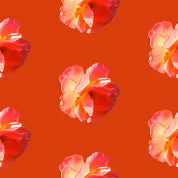 Seamless pattern with roses on a orange background Stock Photos