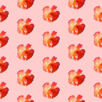 Seamless pattern with roses on a pink background in hard light from behind from Stock Photos