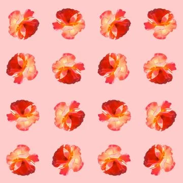 Seamless pattern with roses on a pink background. Stock Photos