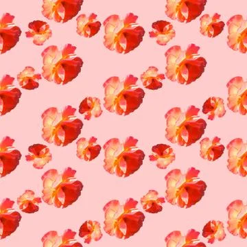 Seamless pattern with roses on a pink background. Stock Photos