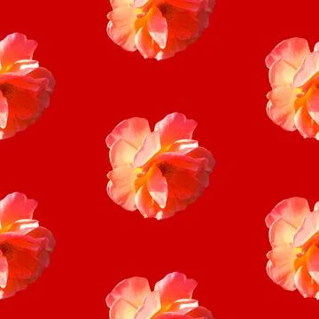 Seamless pattern with roses on a red background Stock Photos
