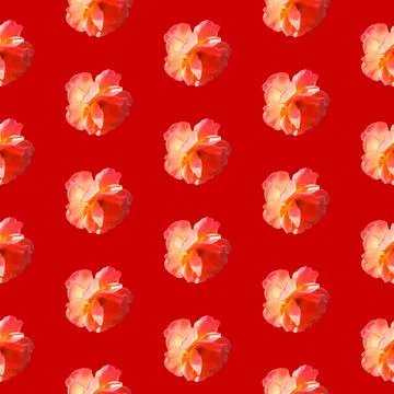 Seamless pattern with roses on a red background in hard light from behind from Stock Photos