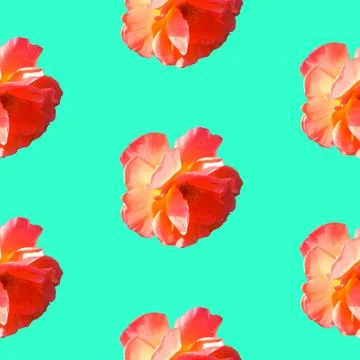 Seamless pattern with roses on a turquoise background Stock Photos
