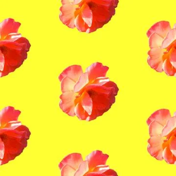 Seamless pattern with roses on a yellow background. Stock Photos