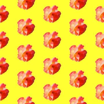 Seamless pattern with roses on a yellow background. 스톡 사진