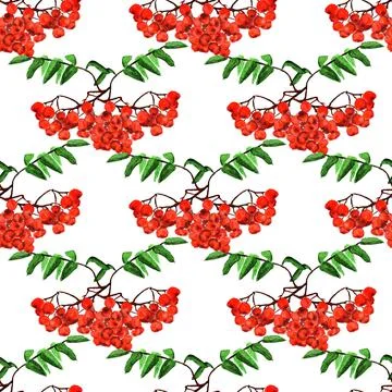 Seamless pattern with rowan Stock Illustration