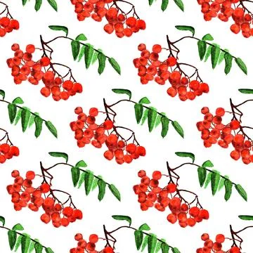 Seamless pattern with rowan Stock Illustration