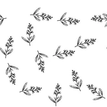 Seamless pattern sage sage sketch hand drawn Illustrazione stock