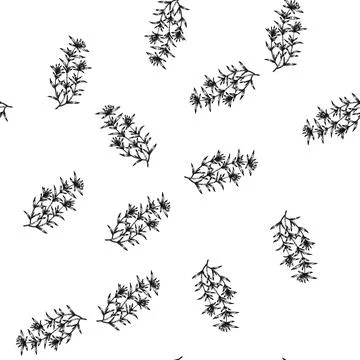 Seamless pattern satureja savory sketch hand drawn Stock Illustration
