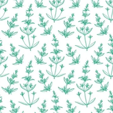 Seamless pattern with savory. Stock Illustration
