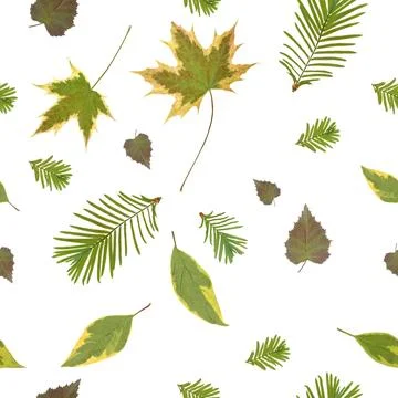 Seamless pattern with scanned fresh spring leaves and conifer branches isolated Stock Illustration