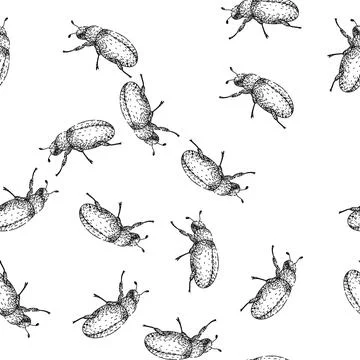 Seamless pattern Scarab beetle insect drawing in vintage engraving style Stock Illustration