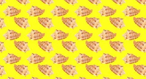 Seamless pattern with seashells on a yellow background. イラスト素材