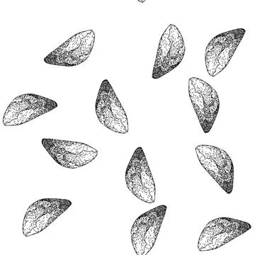 Seamless pattern seed brazil nut sketch hand drawn Illustrazione stock