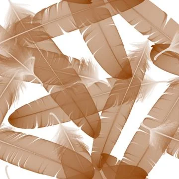 Seamless pattern with sepia feathers on the white background. vector Stock Illustration