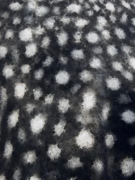 Seamless pattern of shark skin. Spotted whale shark skin texture. Stock Photos