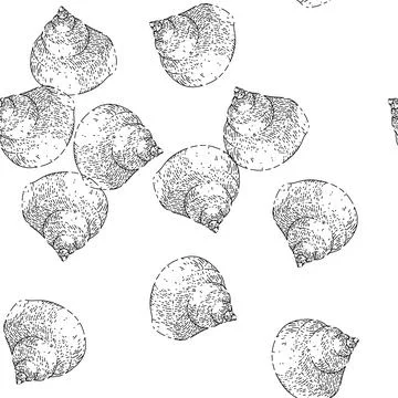 Seamless pattern shell sea sketch hand drawn Illustrazione stock