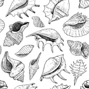 Seamless pattern with shells. Black and white detailed ink illustrations fo.. 스톡 일러스트