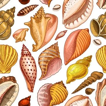 Seamless pattern shells or mollusca different forms. sea creature. engraved hand Stock Illustration