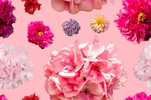 This seamless pattern shows a mix of different flowers like peonies and hyd.. Stock Photos