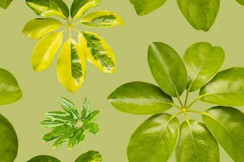 A seamless pattern shows various green leaves placed on a light green backg.. Stock Photos