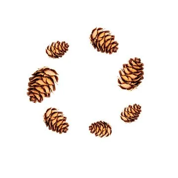Seamless pattern of small pine cones isolated on white background and standin Stock Photos