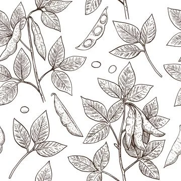 Seamless pattern with soy plants and beans in engraving style. Detailed han.. Illustrazione stock
