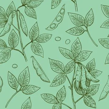 Seamless pattern with soy plants and beans in engraving style. Detailed han.. イラスト素材