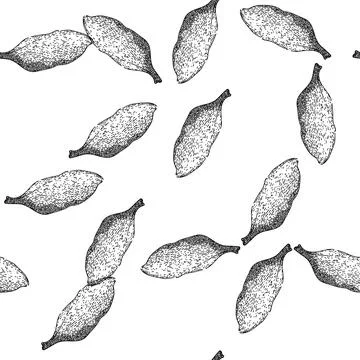 Seamless pattern spice cardamom sketch hand drawn Stock Illustration