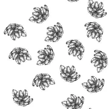 Seamless pattern spice oregano sketch hand drawn Stock Illustration