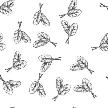Seamless pattern spinach leaf green sketch hand drawn Stock Illustration