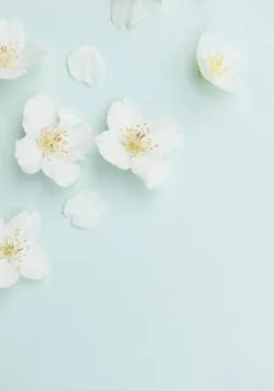 Seamless pattern with spring flowers blossom on pastel blue background Sea... Foto stock