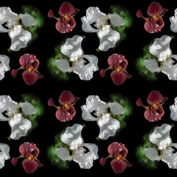 Seamless pattern of spring flowers-irises on a black background Stock Photos