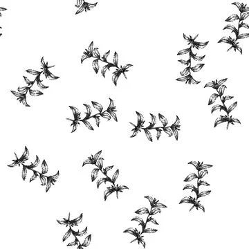 Seamless pattern stevia plant leaf sketch hand drawn Stock Illustration
