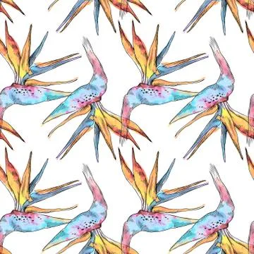 Seamless pattern of strelitzia tropical plant. Watercolor hand drawn flowers and Stock Illustration