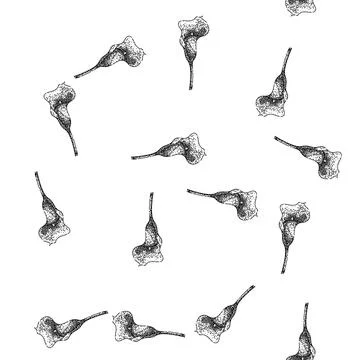 Seamless pattern summer calla lily sketch hand drawn イラスト素材