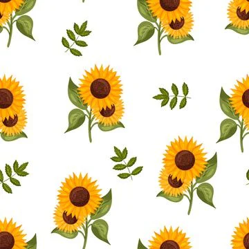 Seamless pattern with sunflowers and green leaves white background. Stock Illustration