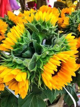 Seamless pattern with sunflowers on a black background. Foto stock