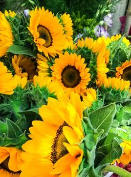 Seamless pattern with sunflowers on a black background. Foto stock