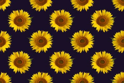 Seamless pattern with sunflowers on a dark background. Stock Photos