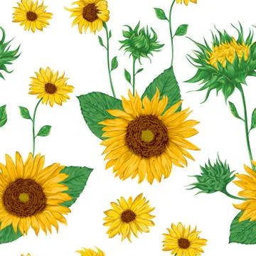 Seamless pattern with sunflowers. Stock Illustration