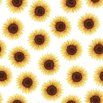 Seamless pattern with sunflowers. Vivid yellow flowers on white background Stock Illustration