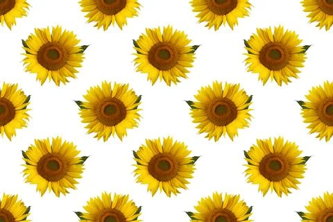 Seamless pattern with sunflowers on a white background. Stock Photos