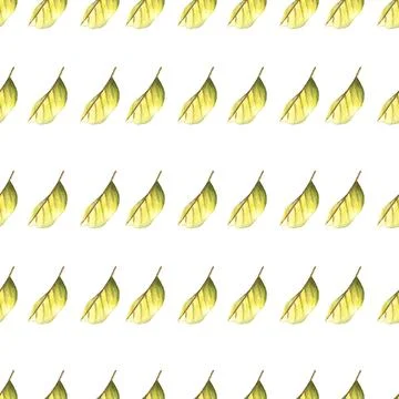 Seamless pattern of tea or fruit tree leaves, hand drawn watercolor on white 스톡 일러스트