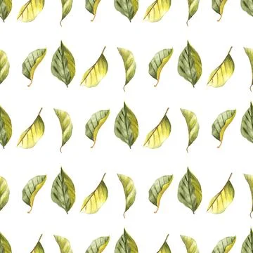 Seamless pattern of tea or fruit tree leaves, hand drawn watercolor on white 스톡 일러스트