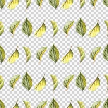 Seamless pattern of tea or fruit tree leaves, hand drawn watercolor on white 스톡 일러스트