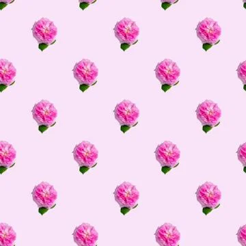 Seamless pattern with tea roses on a pink background. Minimal isometric textu Stock Photos